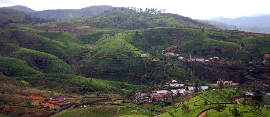 Чайные плантации Нану-Ойа, Димбула, Шри-Ланка
