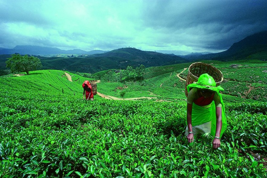 Чайные плантации, Рухуна, Шри-Ланка