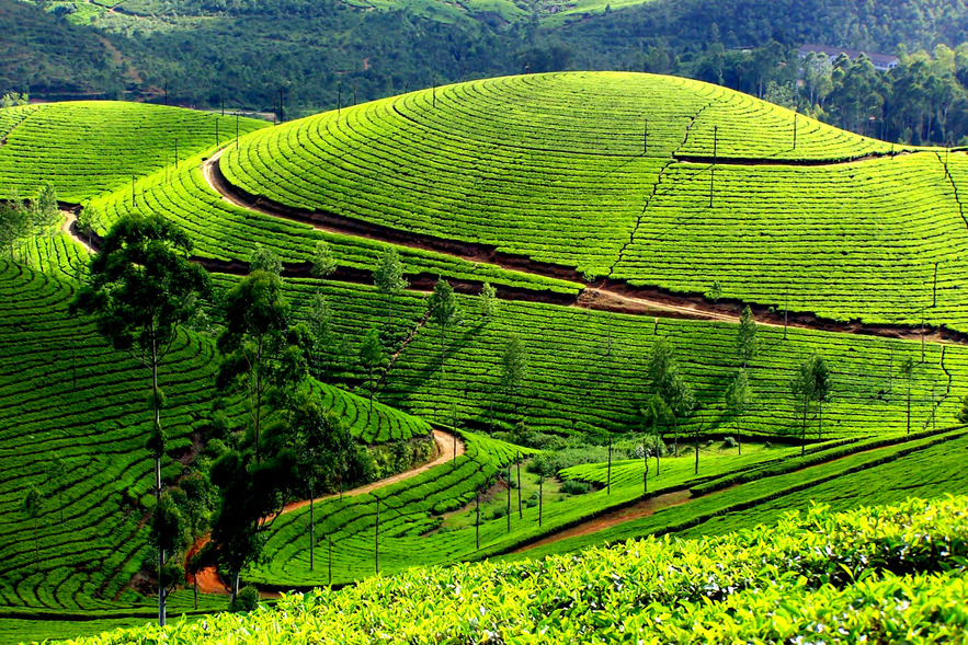 Чайные плантации, Муннар, Керала, Индия