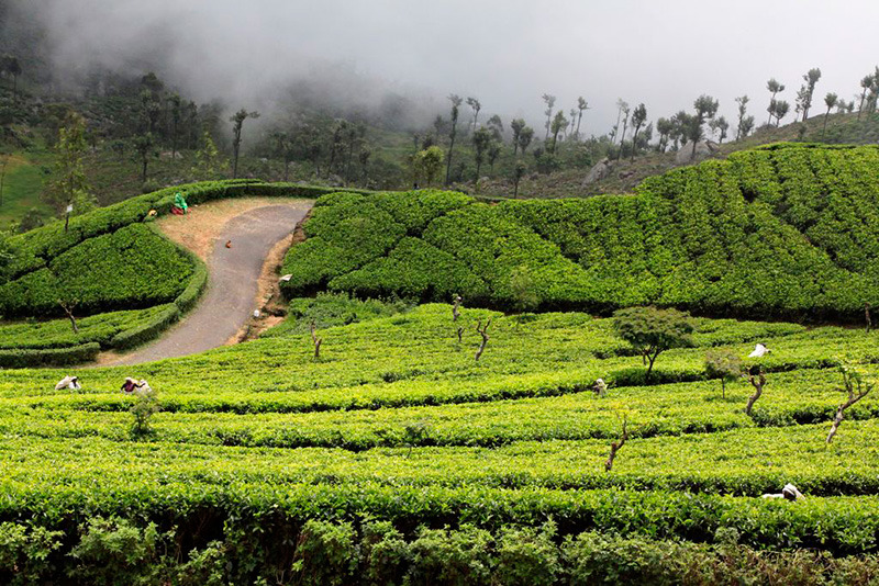 Чайные плантации, Хапутале, Уда-Пусселава, Шри-Ланка