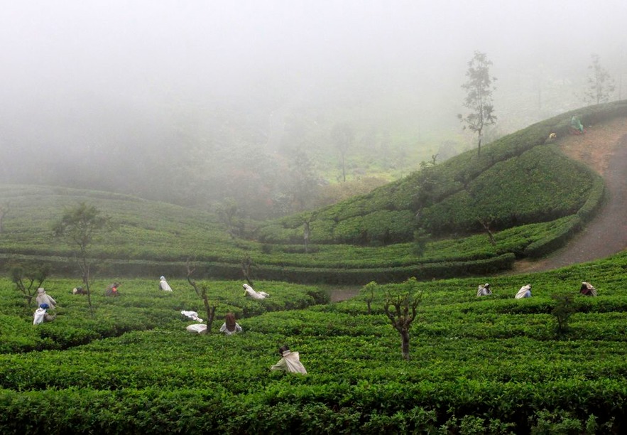 Чайные плантации, Хапутале, Уда-Пусселава, Шри-Ланка
