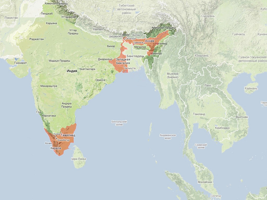 Чаепроизводящие регионы Индии: Ассам, Дарджилинг, Керала, Тамилнад