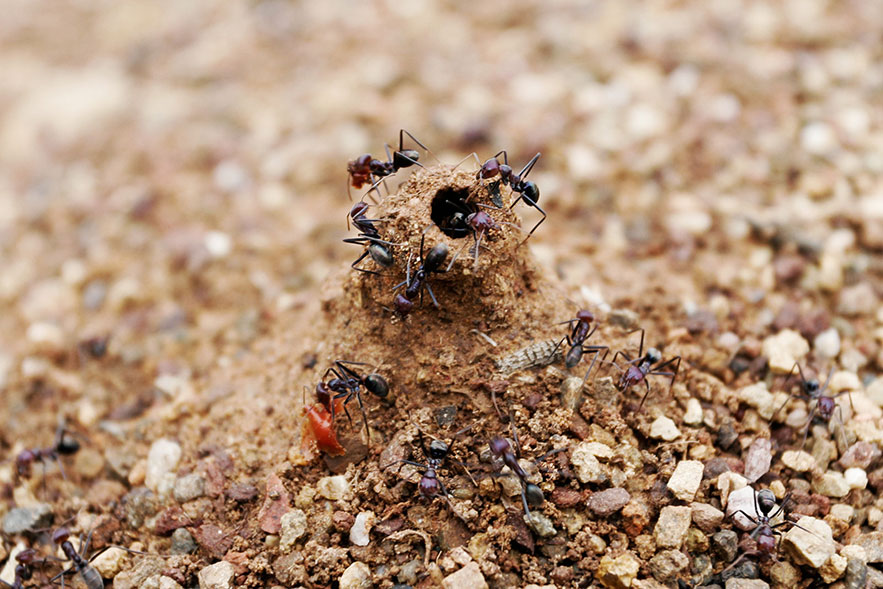Вход в муравьиное гнездо