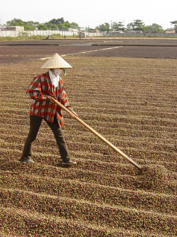 Сухой метод обработки урожая во Вьетнаме