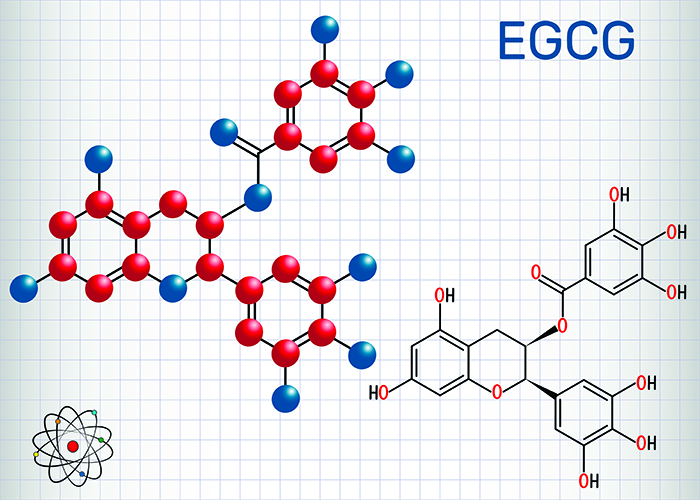 основным флавоноидом зеленой матчи является катехин, а именно эпигаллокатехина галлат (EGCG – epigallocatechin gallate)