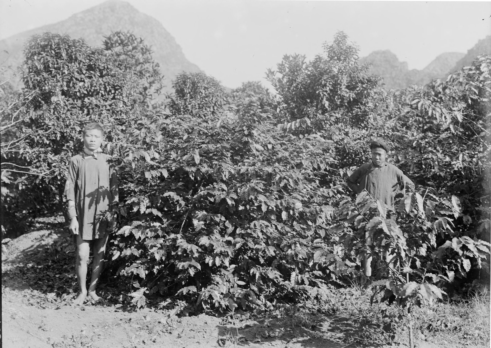 первые кофейные плантации во Вьетнаме
