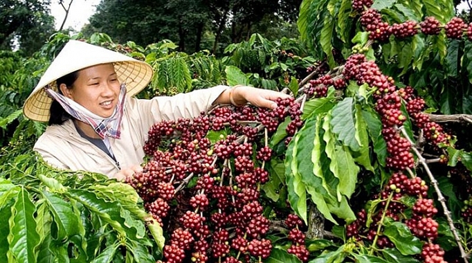 Сбор урожая робусты во Вьетнаме