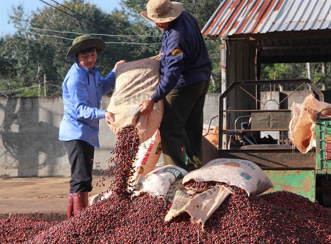 Сбор кофе во Вьетнаме