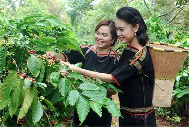 Сбор кофейных ягод во Вьетнаме методом пикинга